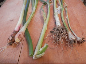 My homegrown harvest, May 2019.  From UK garden blogger secondhandsusie.blogspot.com #gardenharvest #ukgardenblogger #suburbangarden #suburbanpermaculture