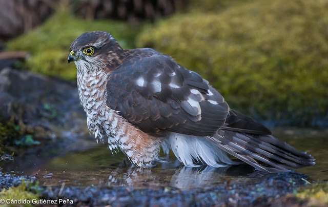 GAVILAN COMUN - Accipiter Nisus