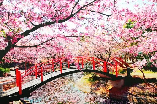 Foto Pemandangan Bunga Sakura Terindah di Jepang  Terbaru 