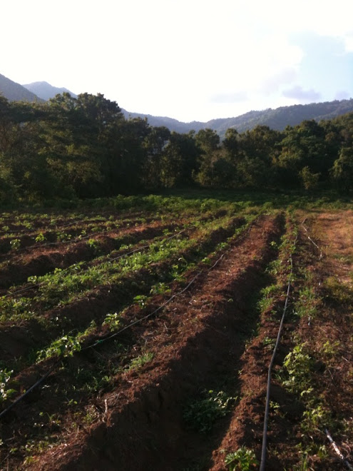 Agroindustria