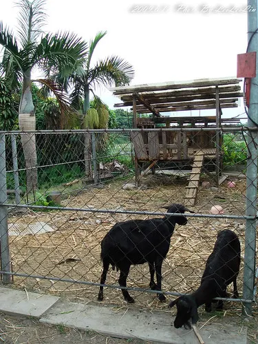 鬱金香花園夢幻城堡｜民宿 有機香草 可愛動物