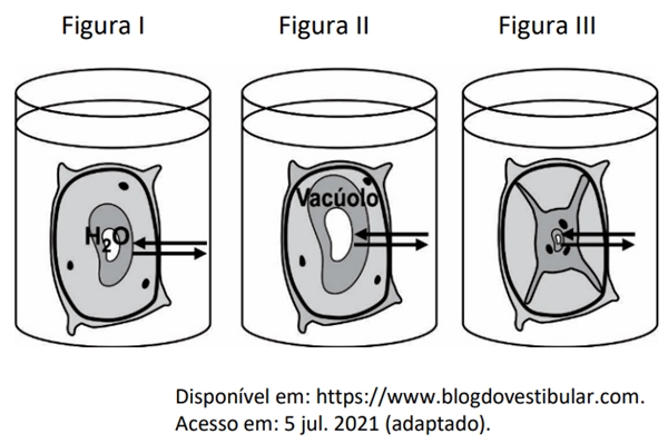 As figuras I, II e III, a seguir, ilustram três recipientes com solução de NaCl (cloreto de sódio) em diferentes concentrações, contendo células vegetais que podem ser observadas em diferentes condições osmóticas.
