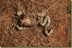 Dead Cane Toad