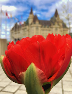 Red Tulip with Hotel Chateau Laurier in background Ottawa, Canada