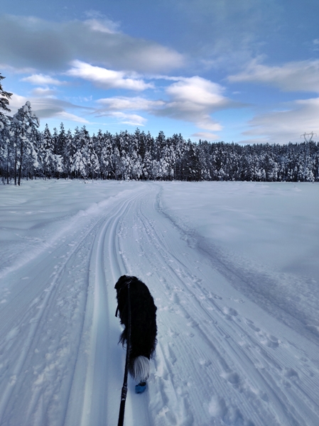 border collie igletjern skitur