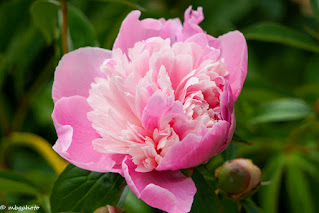 Pink flower Just Opening