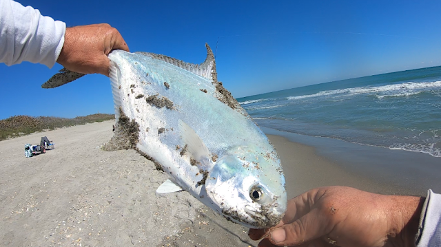 Fish Report, Fishing Report, Florida, East Coast, Fishing, Anglers, Beach Closures, God Bless, Surf Fishing, Florida Surf Fishing, 