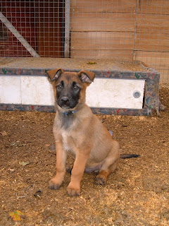 Belgian Shepherd Dog (Laekenois) Puppies