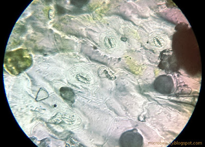 Leaf surface. Stomata. Magnification - 450 Times.