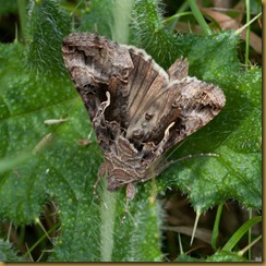 Silver Y moth Autographa gamma