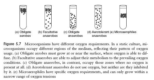 Physiology Of Growth On Microorganisms