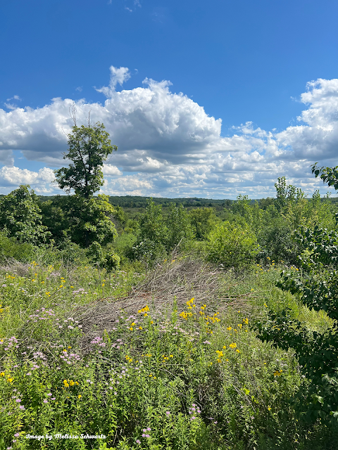 Outstanding view from the overlook at Boone Creek Conservation full of gentle hills, wildflowers, and trees!