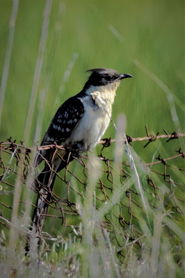 Great Spotted Cuckoo at Kalloni Saltpans