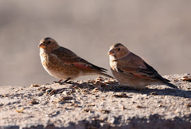 African Crimson-winged Finches - Oukaïmeden, Morocco