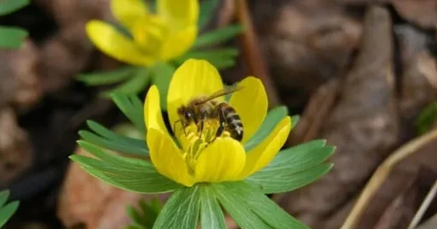 Winter Aconite Care & Propagation, Flowering Time in home garden with honey bee