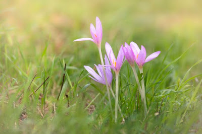 őszi kikerics  (Colchicum autumnale)