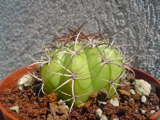 Melocactus matanzanus