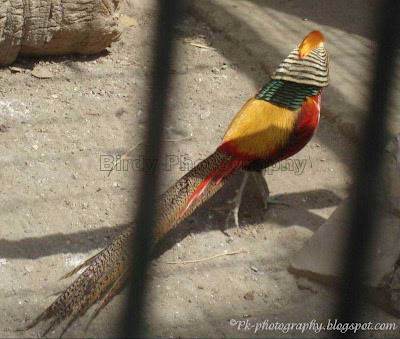 Birds in Lahore