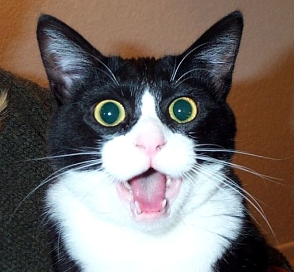 Funny Cat Shocked Face