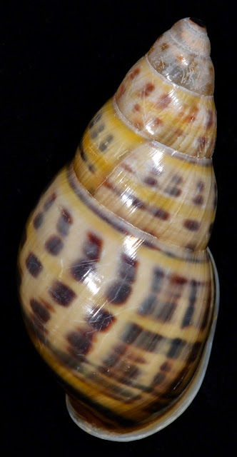 Amphidromus wetaranus wetaranus 32.67mm