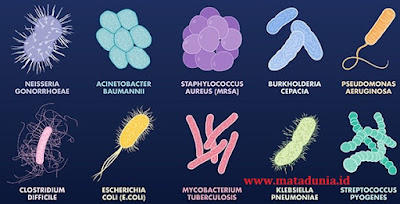 pengertian, struktur, dan ciri-ciri bakteri