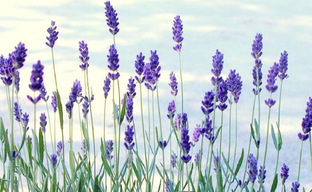  Gambar  Bunga  Lavender Yang Sangat Indah Kumpulan Gambar 