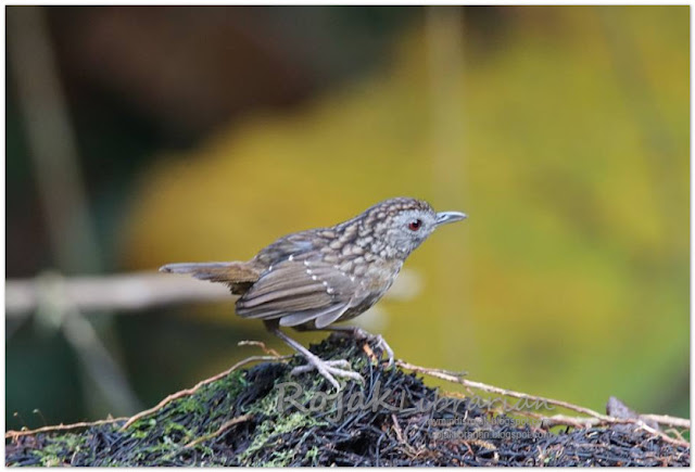 Streaked Wren Babbler 