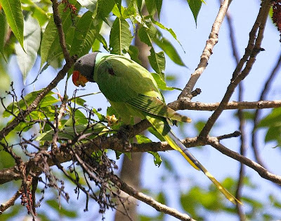 Slaty headed parakeet