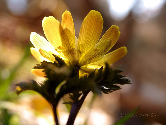 Adonis multiflola