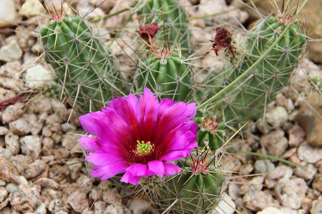 Echinocereus enneacanthus