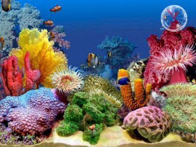 3d fish tank wallpaper. 3D Tropical Fish Aquarium III