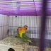 Jual Love Bird Sepasang, Pasjo, Mata Hitam