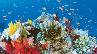 Great Barrier Reef Queensland Australia