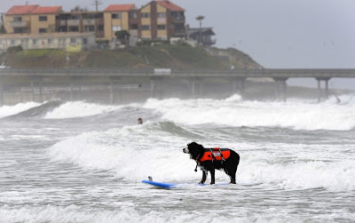 10 pictures of surfing dogs from the 2012 Incredible Surfing Dog Challenge, surfing dogs, funny dogs, surfing dog pictures