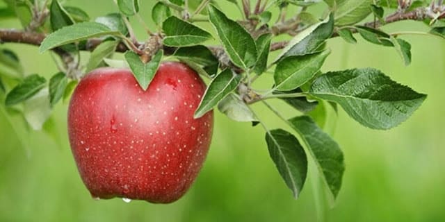 Health Benefits of Apple