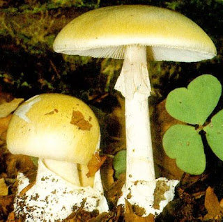 Divisi Basidiomycotina sering disebut juga sebagai the club Pintar Pelajaran Divisi Basidiomycotina : Fungi Pengertian Ciri-ciri Struktur Sel Reproduksi Contoh