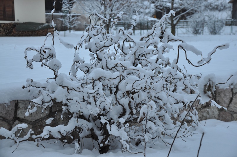 DSC_7209.JPG