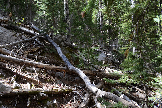 thin fallen trees