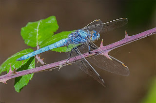 libelula-centinela-azul-orthetrum-brunneum-en-rama-de-zarza-