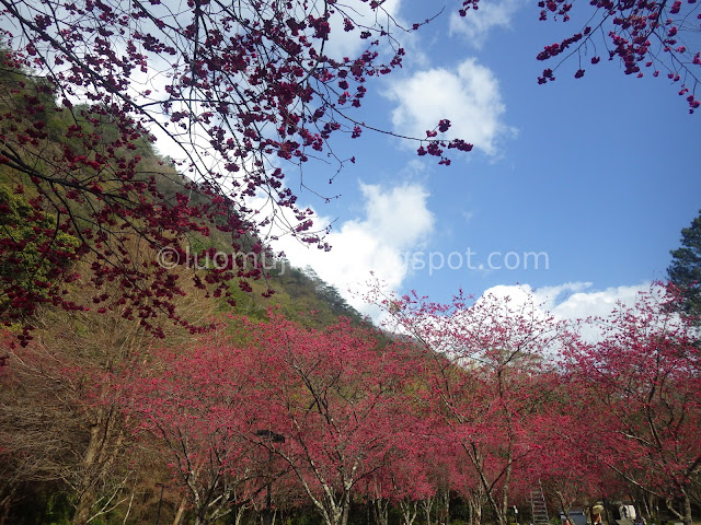 Aowanda cherry blossoms