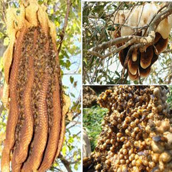 Wild honey bee nest