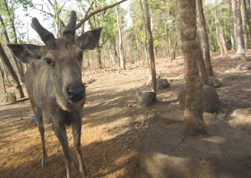 Silvassa, Dadra and Nagar Haveli, Weekend getaway Mumbai, Travel, Satmalia Deer Sanctury