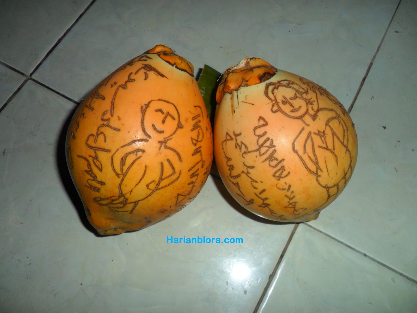 Gambar Kelapa Untuk 7 Bulanan  Puspasari