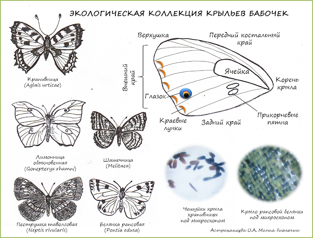 поле-для-скачивания-коллекция-бабочек