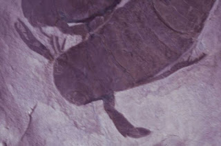 Pterygotus, Kalajengking Laut Sepanjang 2 Meter