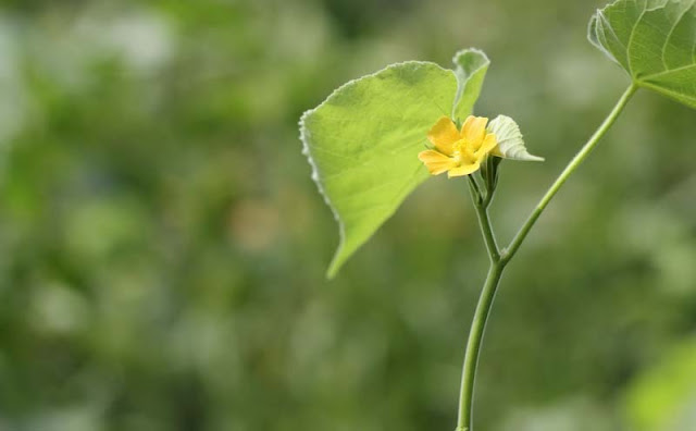 Indian Mallow Flowers