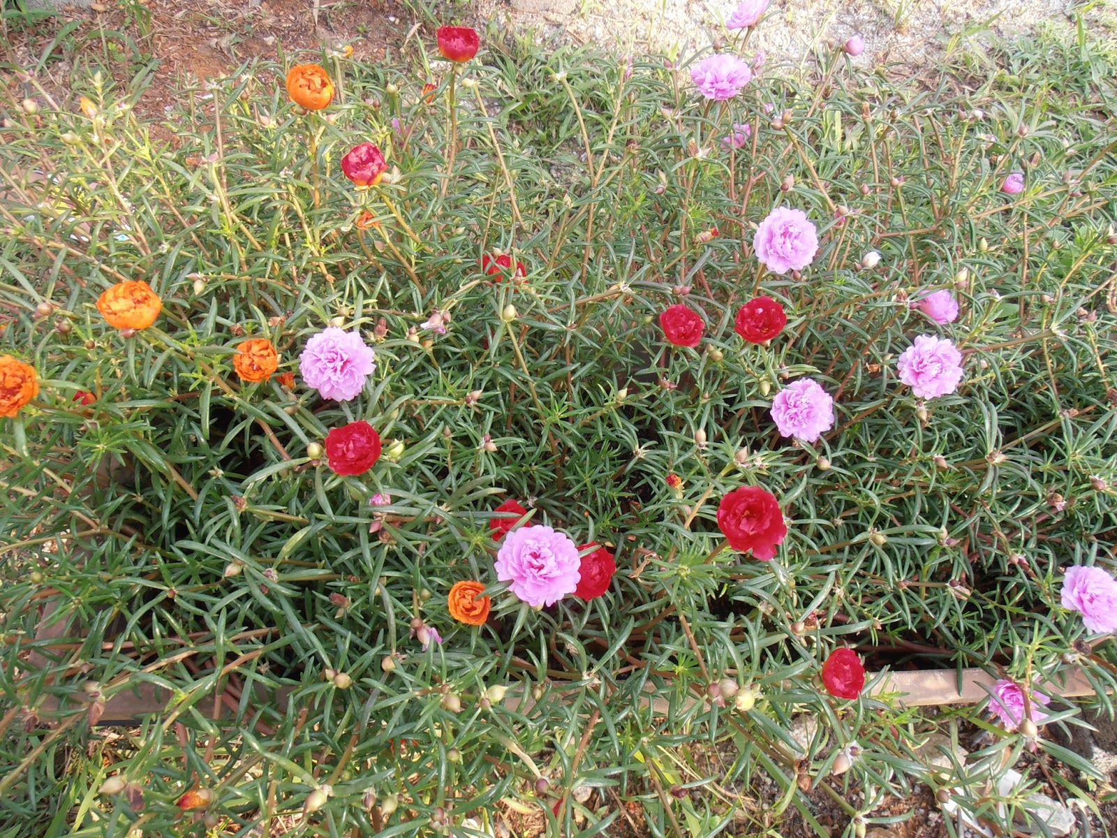  Gambar  Diari Diela Cantiknya Bunga  Ros Jepun  Gambar  di 