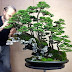 Diamond in Bonsai Warsaw collection