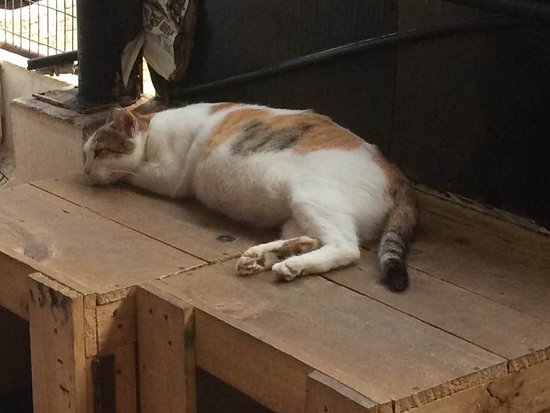 The Joy of Laziness
