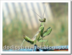 young praying mantis 07